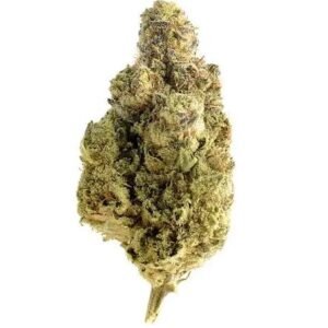 Gelato #33